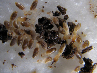 Crepititermes verruculosus (Termitidae: Termitinae), Francouzská Guyana